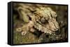 Leaf-Tailed Gecko, Madagascar-Paul Souders-Framed Stretched Canvas