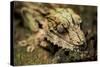 Leaf-Tailed Gecko, Madagascar-Paul Souders-Stretched Canvas
