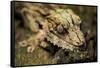 Leaf-Tailed Gecko, Madagascar-Paul Souders-Framed Stretched Canvas