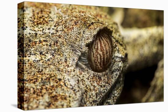 Leaf-Tailed Gecko, Madagascar-Paul Souders-Stretched Canvas