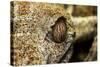 Leaf-Tailed Gecko, Madagascar-Paul Souders-Stretched Canvas