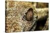 Leaf-Tailed Gecko, Madagascar-Paul Souders-Stretched Canvas