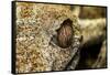 Leaf-Tailed Gecko, Madagascar-Paul Souders-Framed Stretched Canvas