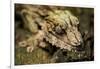 Leaf-Tailed Gecko, Madagascar-Paul Souders-Framed Photographic Print