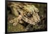 Leaf-Tailed Gecko, Madagascar-Paul Souders-Framed Photographic Print