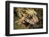 Leaf-Tailed Gecko, Madagascar-Paul Souders-Framed Photographic Print