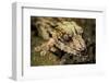 Leaf-Tailed Gecko, Madagascar-Paul Souders-Framed Photographic Print