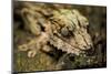 Leaf-Tailed Gecko, Madagascar-Paul Souders-Mounted Photographic Print