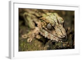 Leaf-Tailed Gecko, Madagascar-Paul Souders-Framed Photographic Print