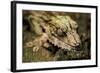 Leaf-Tailed Gecko, Madagascar-Paul Souders-Framed Photographic Print