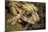 Leaf-Tailed Gecko, Madagascar-Paul Souders-Mounted Photographic Print