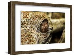 Leaf-Tailed Gecko, Madagascar-Paul Souders-Framed Photographic Print