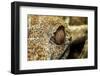 Leaf-Tailed Gecko, Madagascar-Paul Souders-Framed Photographic Print