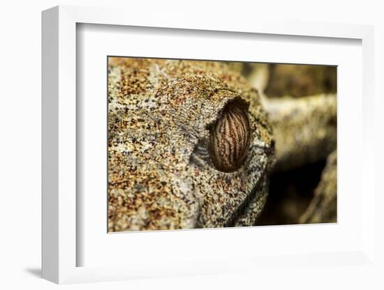 Leaf-Tailed Gecko, Madagascar-Paul Souders-Framed Photographic Print