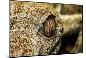 Leaf-Tailed Gecko, Madagascar-Paul Souders-Mounted Photographic Print