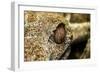 Leaf-Tailed Gecko, Madagascar-Paul Souders-Framed Photographic Print