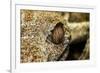 Leaf-Tailed Gecko, Madagascar-Paul Souders-Framed Photographic Print