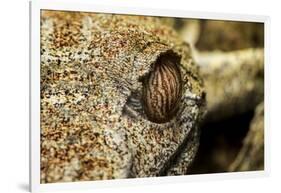 Leaf-Tailed Gecko, Madagascar-Paul Souders-Framed Photographic Print