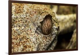 Leaf-Tailed Gecko, Madagascar-Paul Souders-Framed Photographic Print