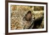 Leaf-Tailed Gecko, Madagascar-Paul Souders-Framed Photographic Print