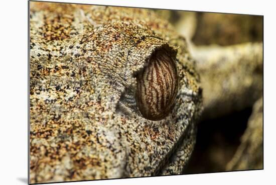 Leaf-Tailed Gecko, Madagascar-Paul Souders-Mounted Photographic Print