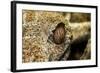 Leaf-Tailed Gecko, Madagascar-Paul Souders-Framed Photographic Print