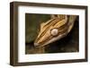 Leaf-Tailed Gecko, Madagascar-Paul Souders-Framed Photographic Print