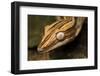 Leaf-Tailed Gecko, Madagascar-Paul Souders-Framed Photographic Print