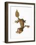 Leaf-tailed Gecko-Martin Harvey-Framed Photographic Print