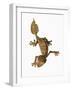 Leaf-tailed Gecko-Martin Harvey-Framed Photographic Print