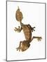 Leaf-tailed Gecko-Martin Harvey-Mounted Photographic Print