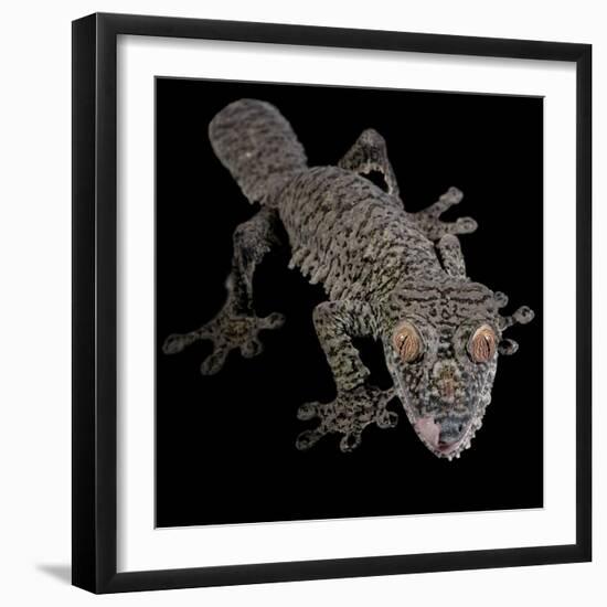 Leaf Tailed Gekco (Uroplatus Fimbriatus) Captive from Madagascar-Michael D. Kern-Framed Photographic Print