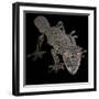 Leaf Tailed Gekco (Uroplatus Fimbriatus) Captive from Madagascar-Michael D. Kern-Framed Photographic Print