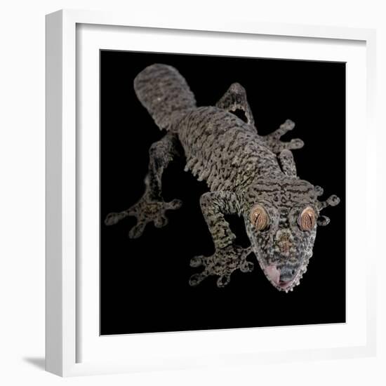 Leaf Tailed Gekco (Uroplatus Fimbriatus) Captive from Madagascar-Michael D. Kern-Framed Photographic Print