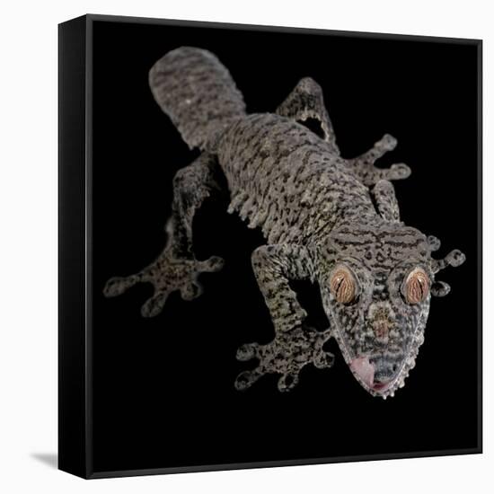 Leaf Tailed Gekco (Uroplatus Fimbriatus) Captive from Madagascar-Michael D. Kern-Framed Stretched Canvas