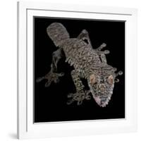 Leaf Tailed Gekco (Uroplatus Fimbriatus) Captive from Madagascar-Michael D. Kern-Framed Photographic Print