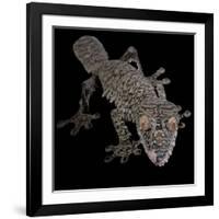 Leaf Tailed Gekco (Uroplatus Fimbriatus) Captive from Madagascar-Michael D. Kern-Framed Photographic Print