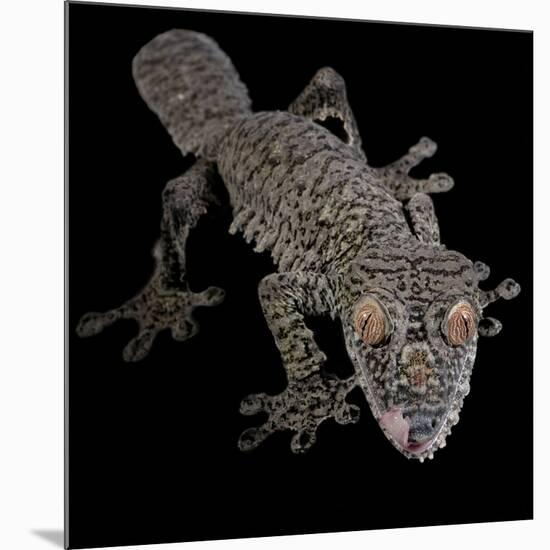 Leaf Tailed Gekco (Uroplatus Fimbriatus) Captive from Madagascar-Michael D. Kern-Mounted Photographic Print