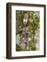 Leaf-tailed Province, Madagascar-Art Wolfe-Framed Photographic Print