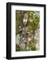 Leaf-tailed Province, Madagascar-Art Wolfe-Framed Photographic Print