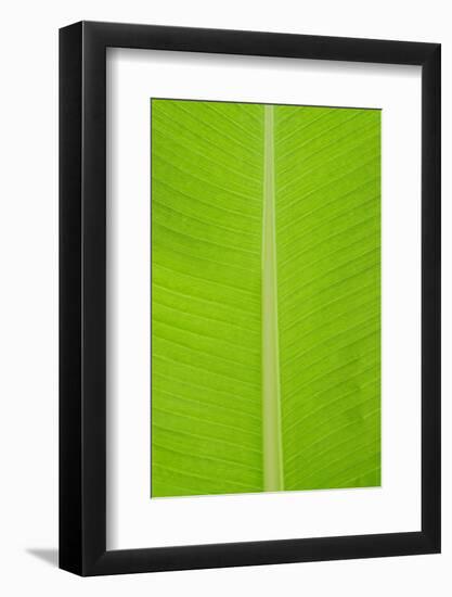 Leaf Texture I-Cora Niele-Framed Photographic Print