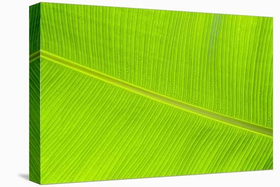 Leaf Texture II-Cora Niele-Stretched Canvas