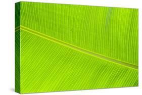 Leaf Texture II-Cora Niele-Stretched Canvas