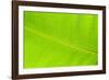 Leaf Texture II-Cora Niele-Framed Photographic Print