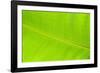 Leaf Texture II-Cora Niele-Framed Photographic Print