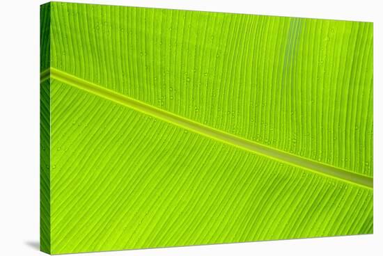 Leaf Texture II-Cora Niele-Stretched Canvas