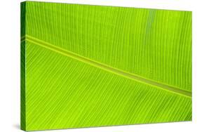 Leaf Texture II-Cora Niele-Stretched Canvas