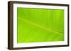 Leaf Texture II-Cora Niele-Framed Photographic Print