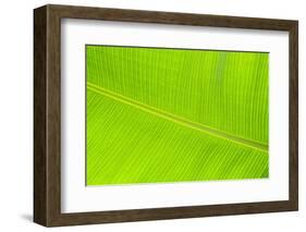 Leaf Texture II-Cora Niele-Framed Photographic Print