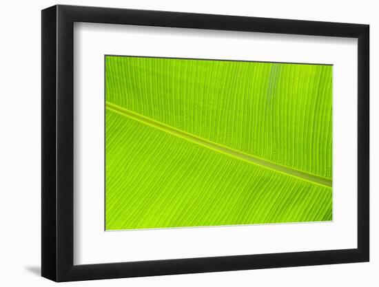 Leaf Texture II-Cora Niele-Framed Photographic Print